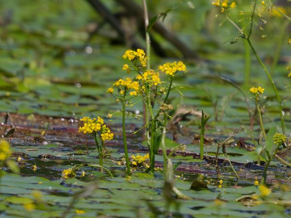 <h3>Rorippa&nbsp;amphibia / Great&nbsp;yellow‑cress / Gele&nbsp;waterkers</h3>OM-1 Mark II met OLYMPUS M.150-400mm F4.5 TC, 1/2000 sec  bij F5.6, ISO 400, afstand 14.8&nbsp;m